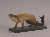 Formosan Yellow-throated Marten Collection Image, Figure 5, Total 12 Figures